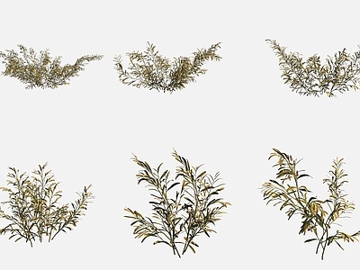 水生植物 鞘叶眼子菜沼泽地