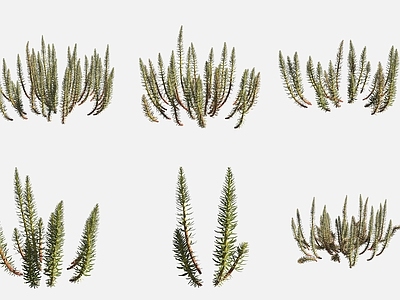 水生植物 杉叶藻沼泽地植物