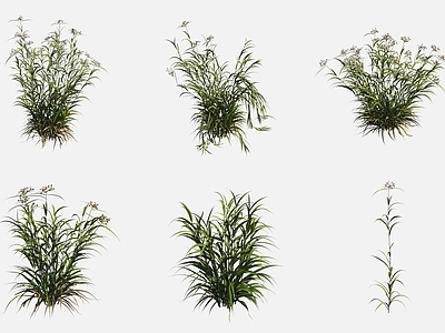 水生植物 水莎草沼泽地植物