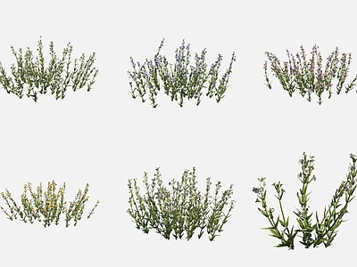 水生植物 纤细沟酸浆花草沼