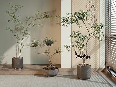 盆栽 绿植 盆栽