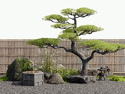 乔木 松树 罗汉松 水钵 枯山水庭院 竹篱笆围栏