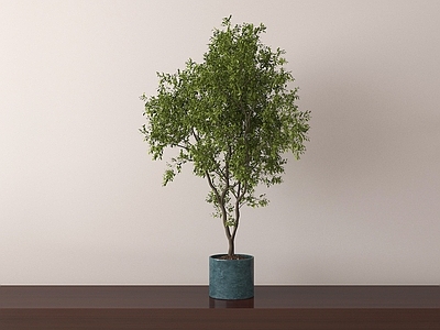 盆栽 盆栽 绿植 盆景 植物摆件