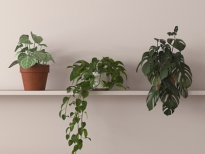盆栽 盆栽盆景 绿植 吊篮植物摆件