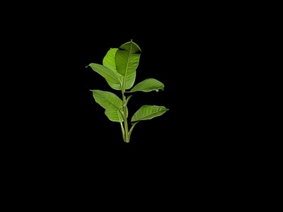 草 植物草