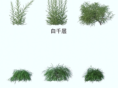 花草组合 灌木花草 植物类