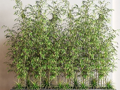 竹子 盆栽竹子 树池竹子 竹子 花坛竹子花草组合 中式竹子造景
