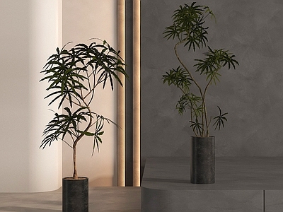 盆栽 盆栽盆景 绿植盆栽