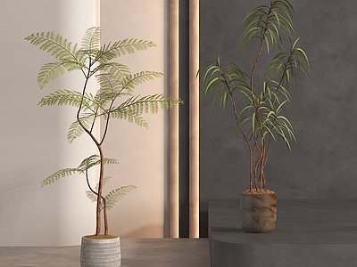 盆栽 盆栽盆景 绿植盆栽