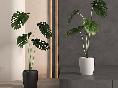 盆栽 盆栽盆景 绿植盆栽