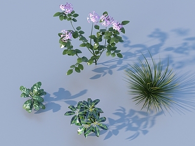 花草组合 草 室外景观花草