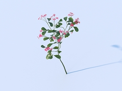 花草组合 花 野花 绿植