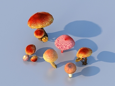 农作物 蘑菇 草菇 毒蘑