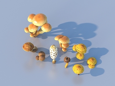 农作物 蘑菇 草菇 毒蘑