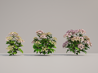 花草 绣球 粉色绣球 花镜植物 花草