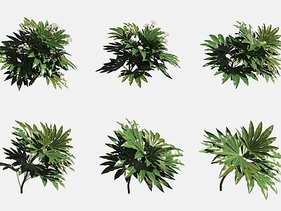 花草组合 八角金盘花草绿植