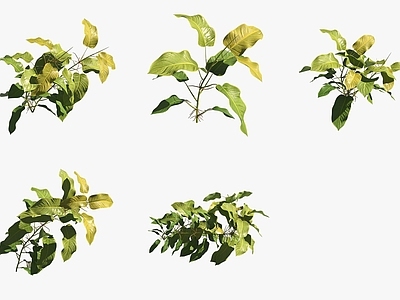 花草组合 黄金蔓绿绒花草绿