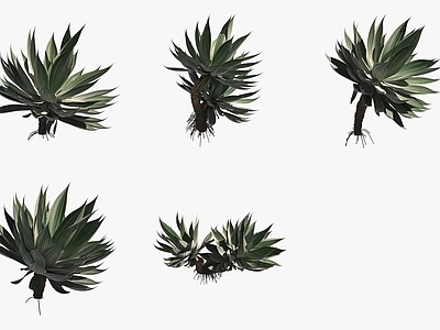花草组合 龙舌兰绿植