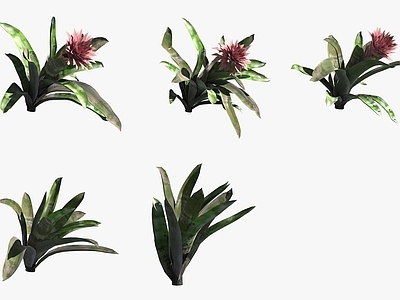 花草组合 条纹凤梨花草绿植