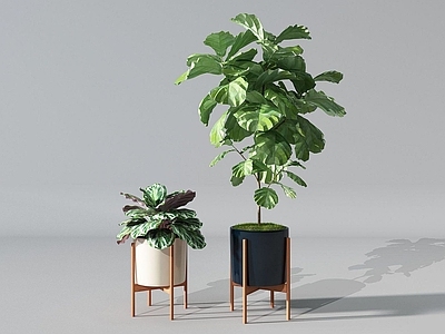 现代佛龛 现代盆栽盆景植物