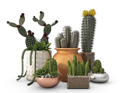 现代佛龛 现代装饰植物仙人掌