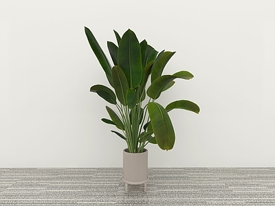盆栽 绿植盆栽