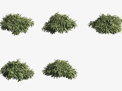 水生植物 水草翡翠莫斯水生