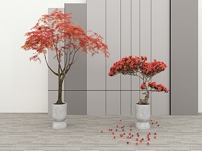 盆栽 樱花树盆景