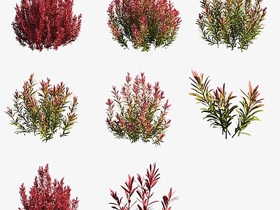 水生植物 水草红圆叶水生植