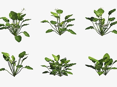 水生类动物 水草皇冠草水生植