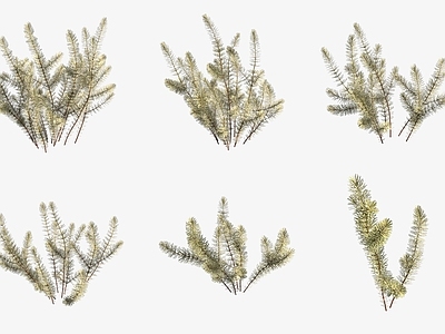 水生植物 水草金鱼藻水生植