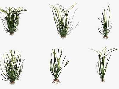 水生植物 水草螺旋兰水生植