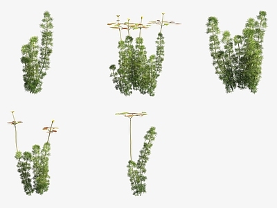 水生植物 水草绿菊花草水生