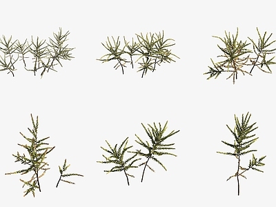 水生植物 水草日本万年藓水