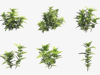 水生植物 水草水罗兰水生植