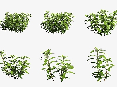 水生植物 水草小对叶水生植