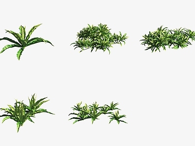 水生植物 水草小红莓水生植