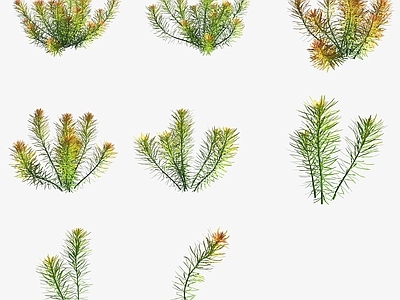 水生植物 水草斜叶丁香蓼水