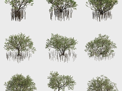 景观树 黑皮红树红树林植