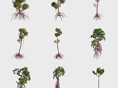 灌木 美洲红树红树林植