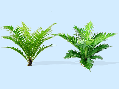 灌木 2D 富贵蕨 龙船蕨 赤头蕨 蕨类植物