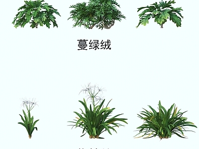 花草组合 灌木花草 植物类