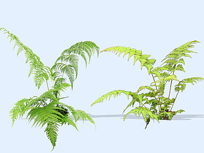 花草 2D狗脊蕨 胎生狗脊蕨 日本狗脊蕨 蕨类植物