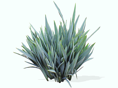 灌木 2D蓝色山菅兰