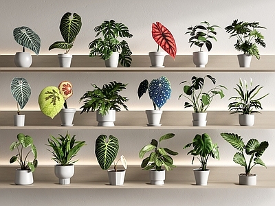 盆栽 绿植盆栽 植物盆栽 盆景 桌面 帝王花烛