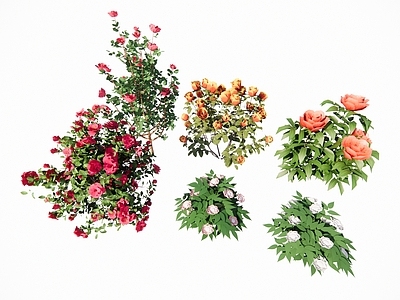 花草 月季 牡丹 芍药 茶花