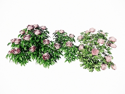 花草 牡丹 花卉