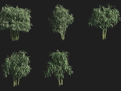 竹子 竹林佛肚竹