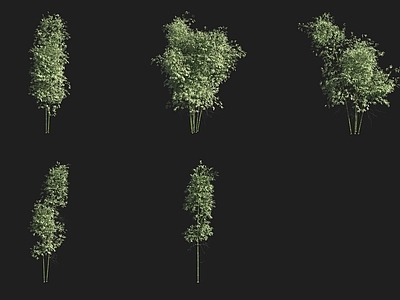竹子 绿粉竹竹子竹林
