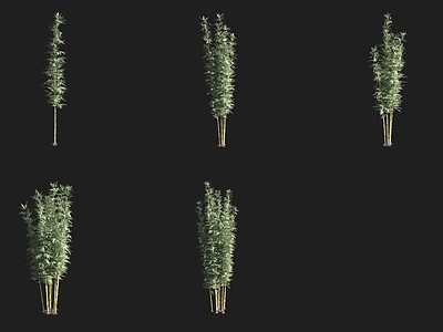 竹子 智利竹竹子竹林